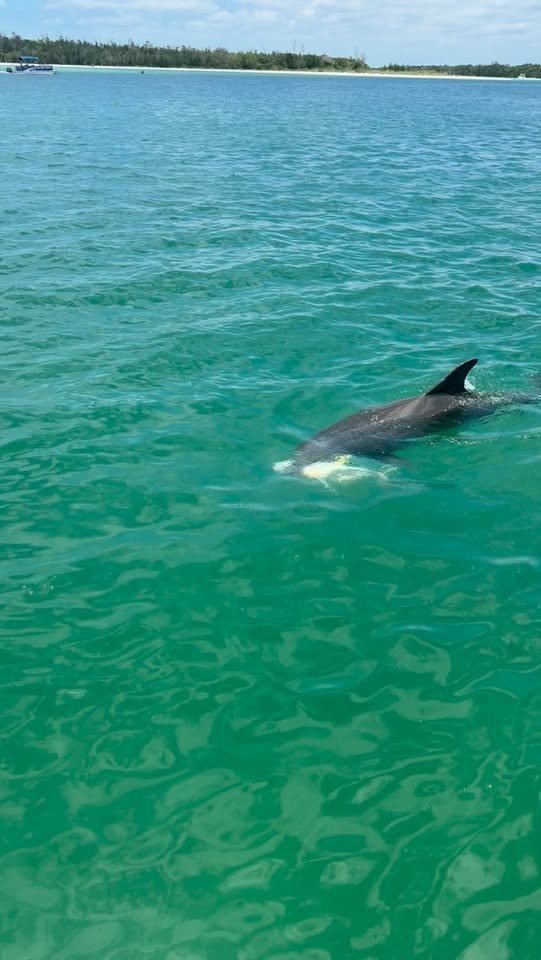 Dolphin alongside the shuttle