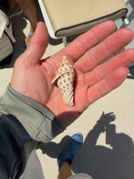 Shell